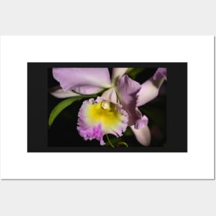 Cattleya Orchid in Closeup Posters and Art